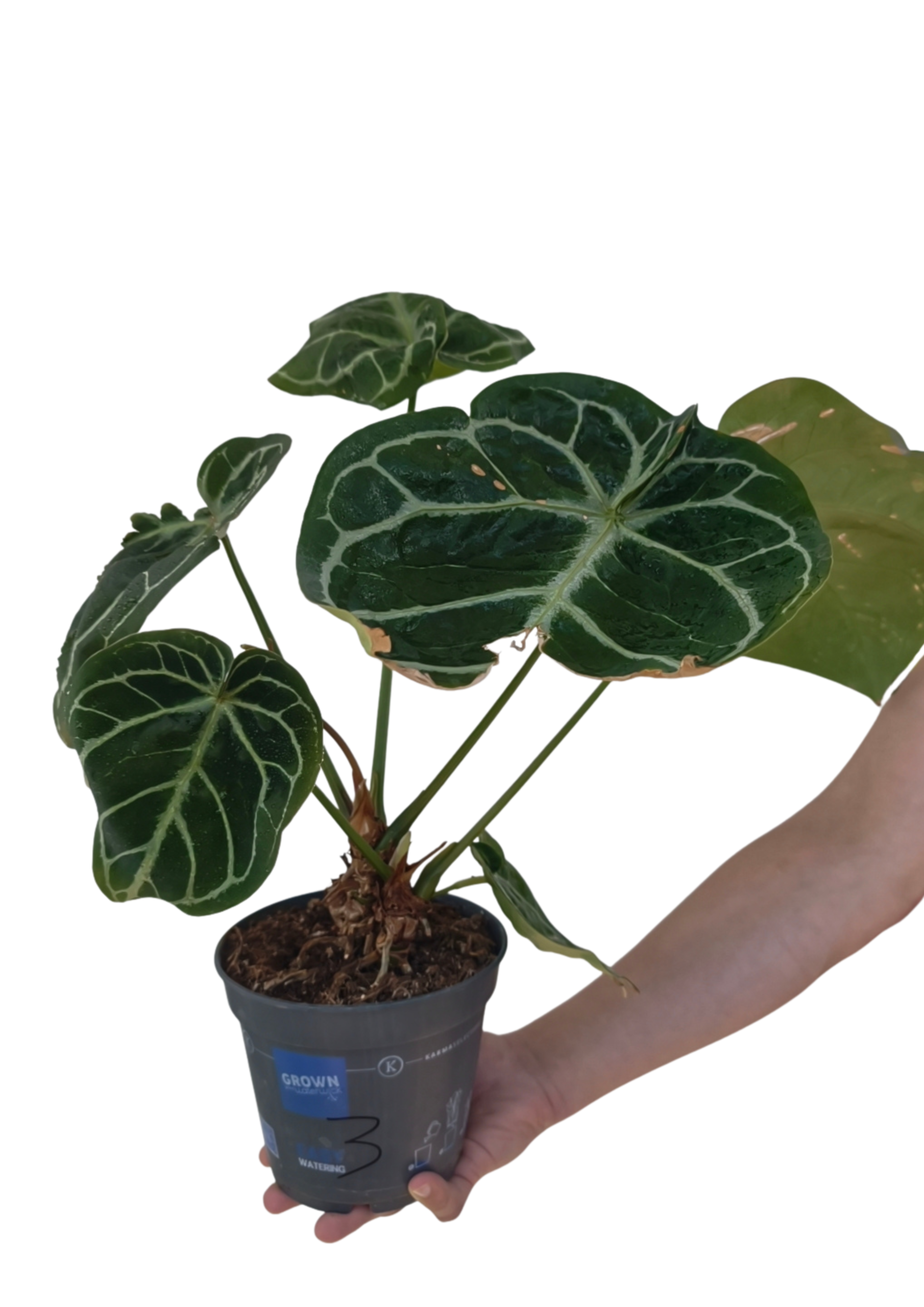 Anthurium crystallinum ø17 cm OUTLET