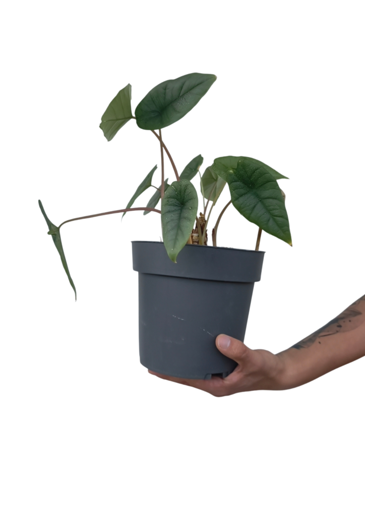 alocasia-platinum-o19-cm-outlet
