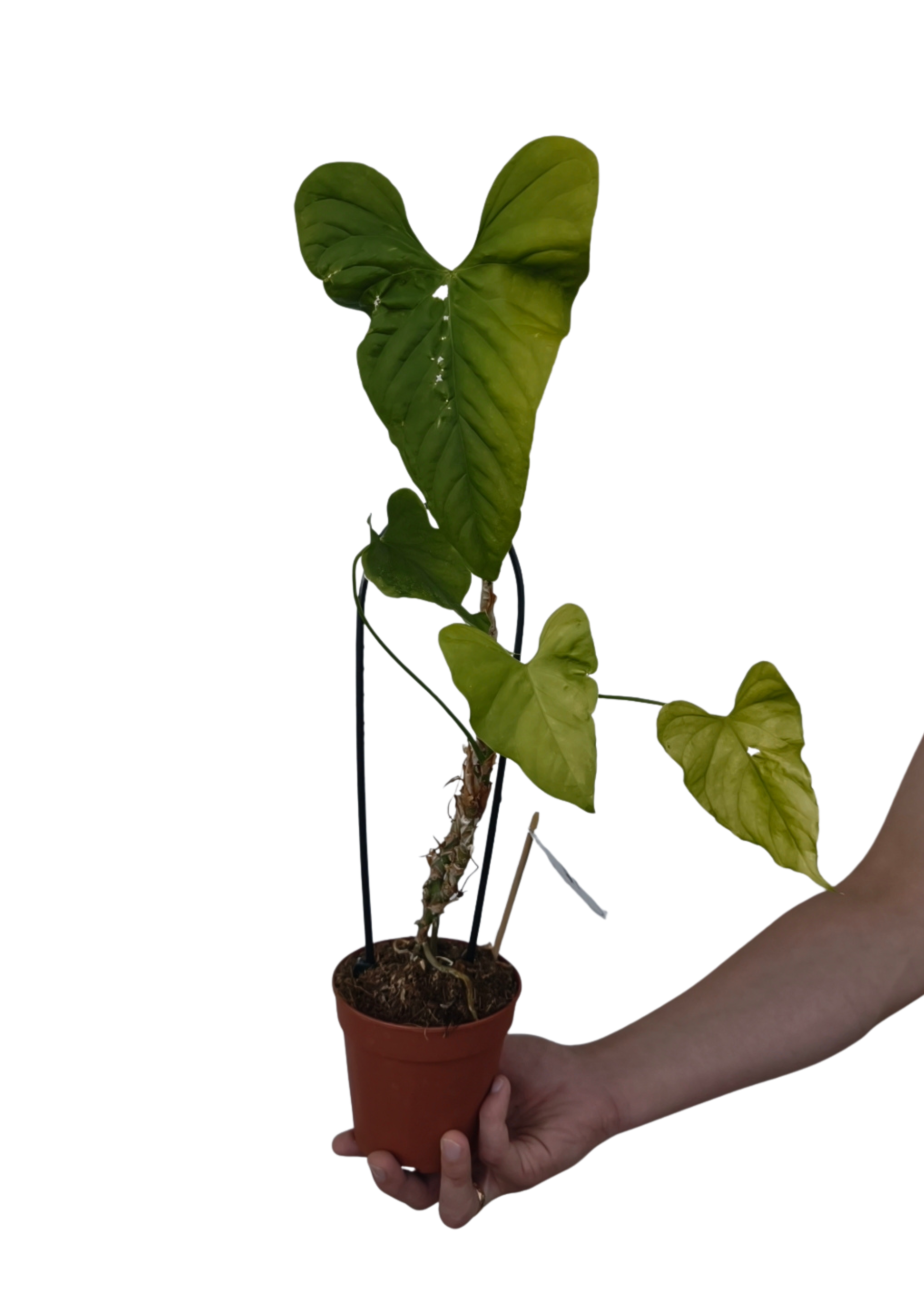 Anthurium Balaloanum ø12 cm OUTLET