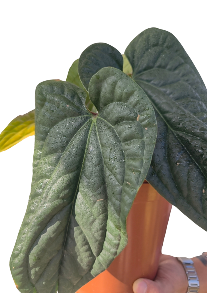 anthurium-luxurians-x-radicans-o21-cm-outlet1