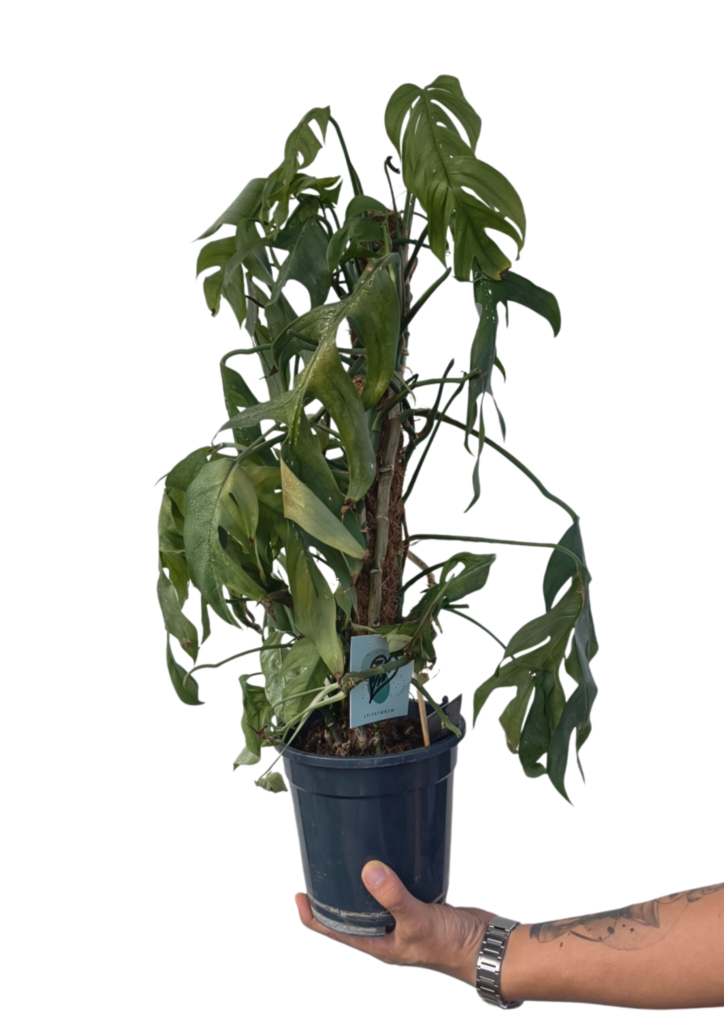 epipremnum-pinnatum-baltic-blue-o17-cm-outlet (1)