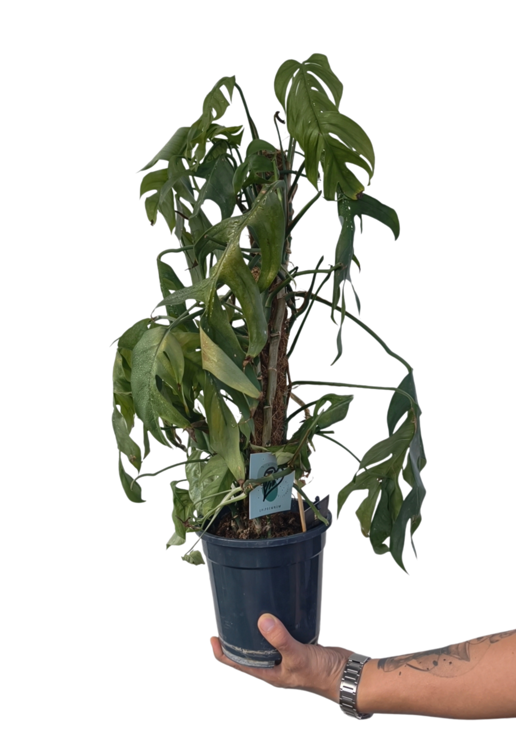 Epipremnum Pinnatum Baltic Blue ø17 cm OUTLET 