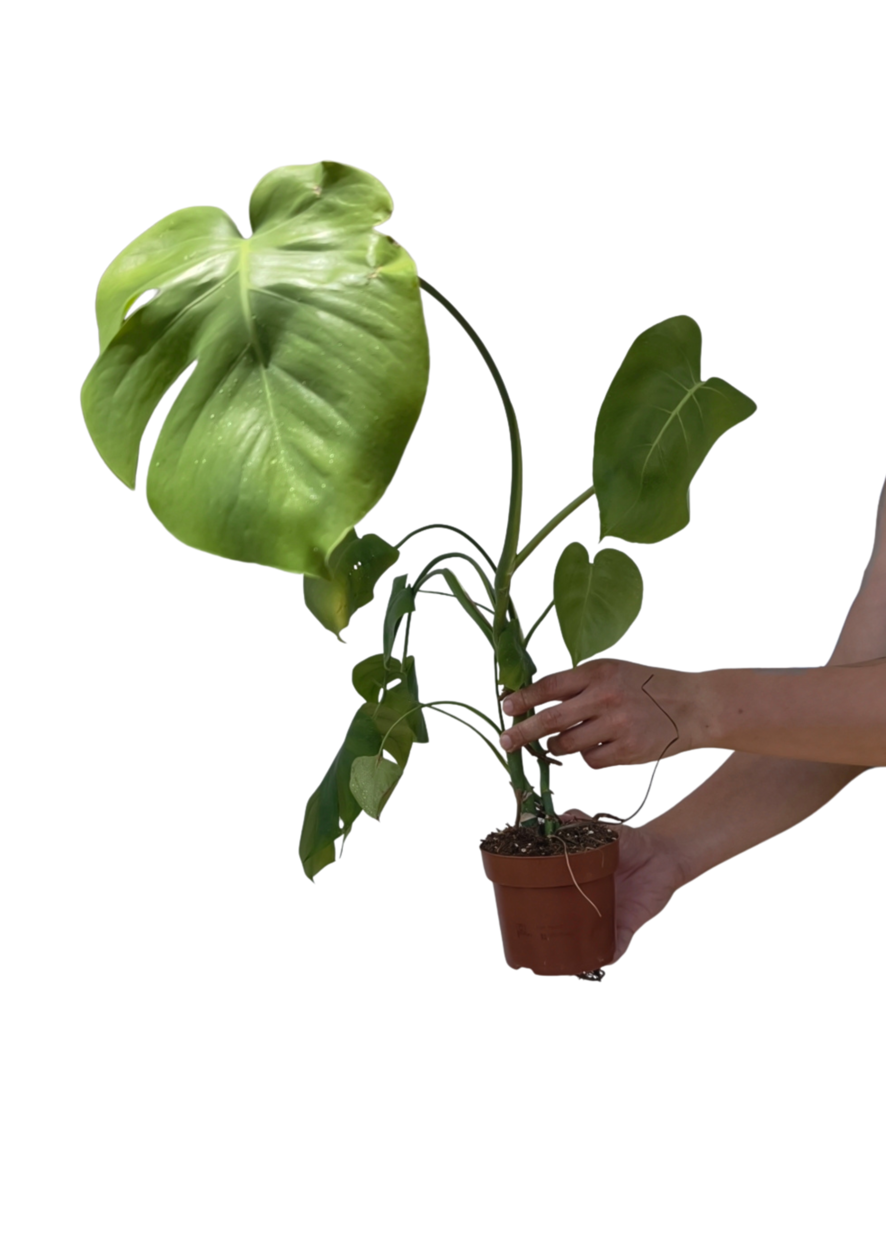 Monstera deliciosa OUTLET ø12 cm – Adoptuj za grosze