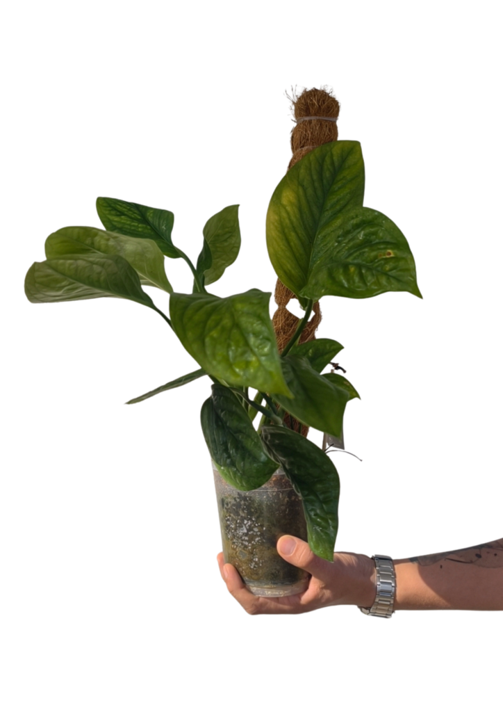 monstera-peru-monstera-karstenianum-outlet-o15-cm-adoptuj-za-grosze