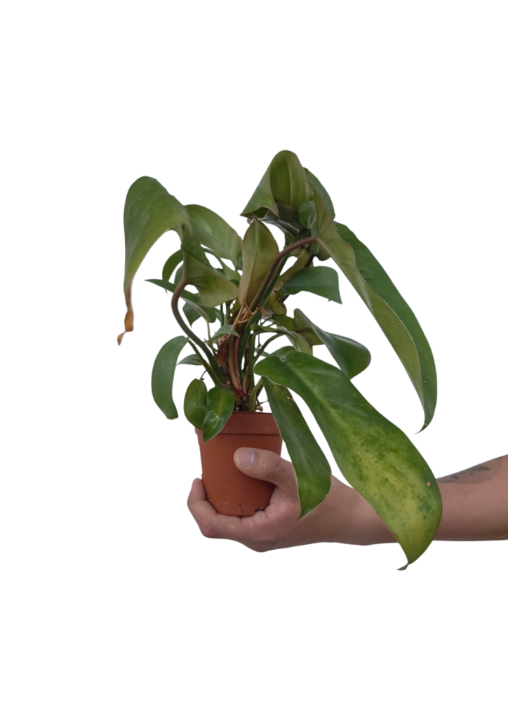 philodendron-florida-bronze-o9-cm-outlet