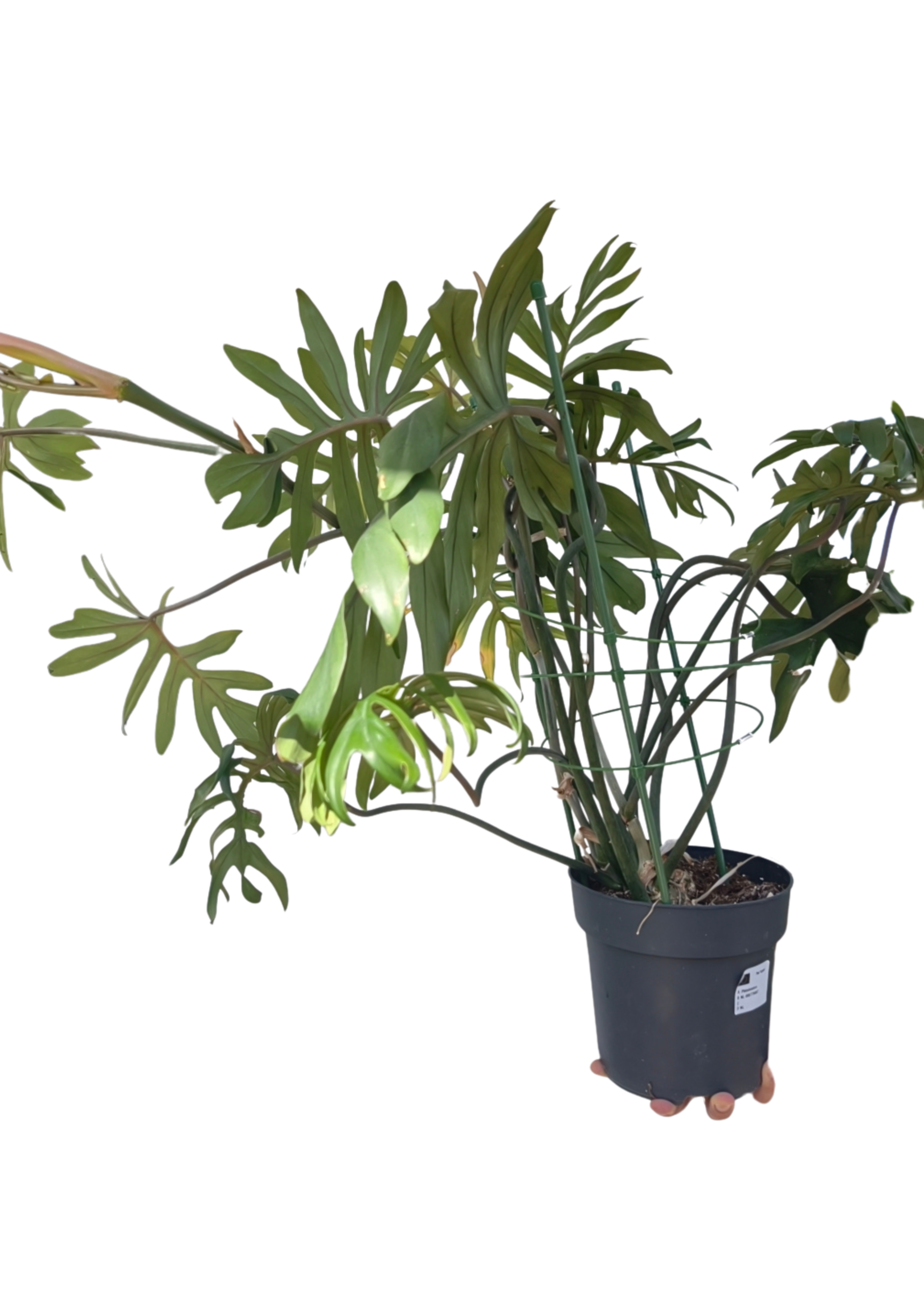 Philodendron Mayoi ø19 cm OUTLET
