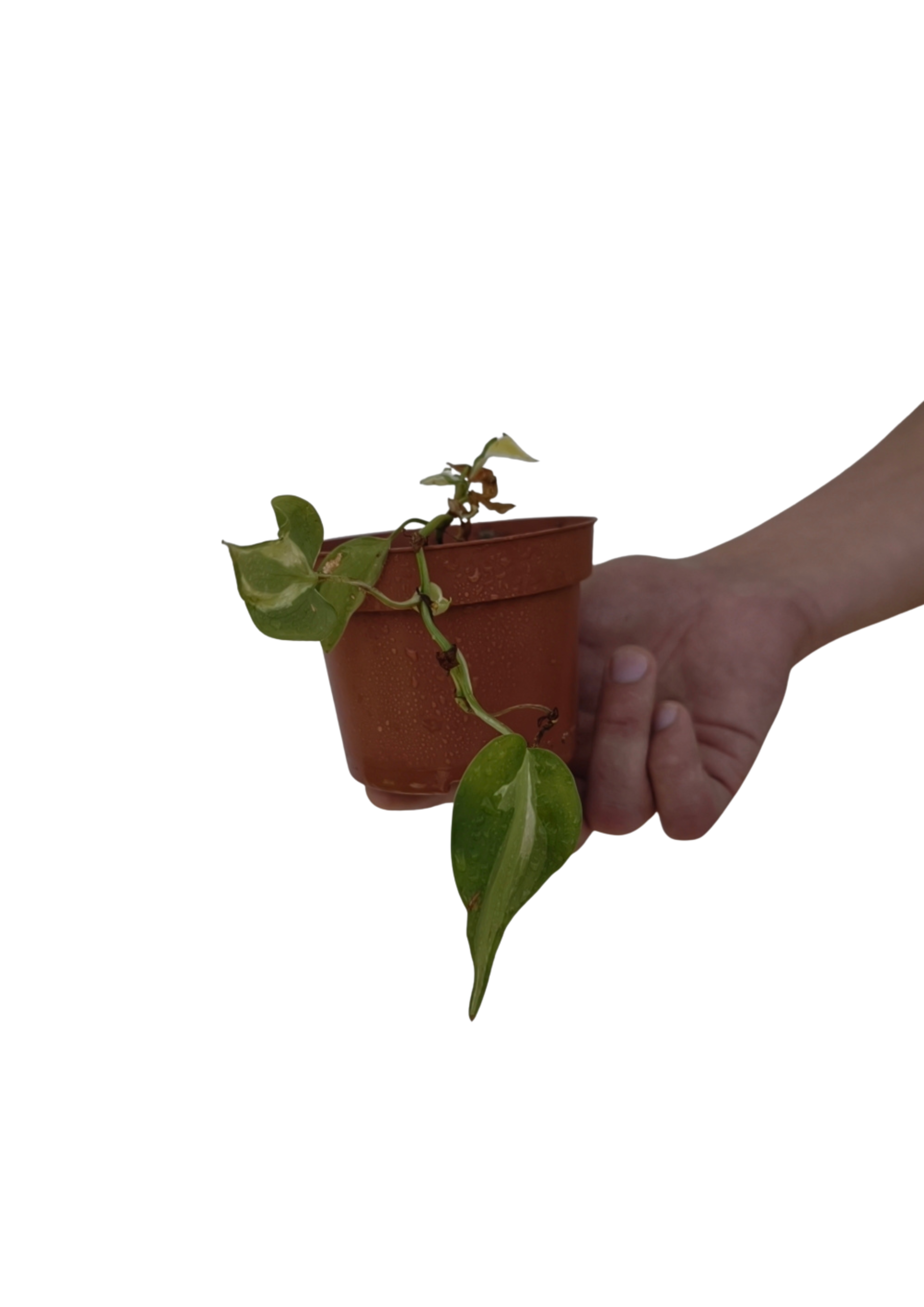 Philodendron Scandens Brasil ø15 cm OUTLET – adoptuj za grosze