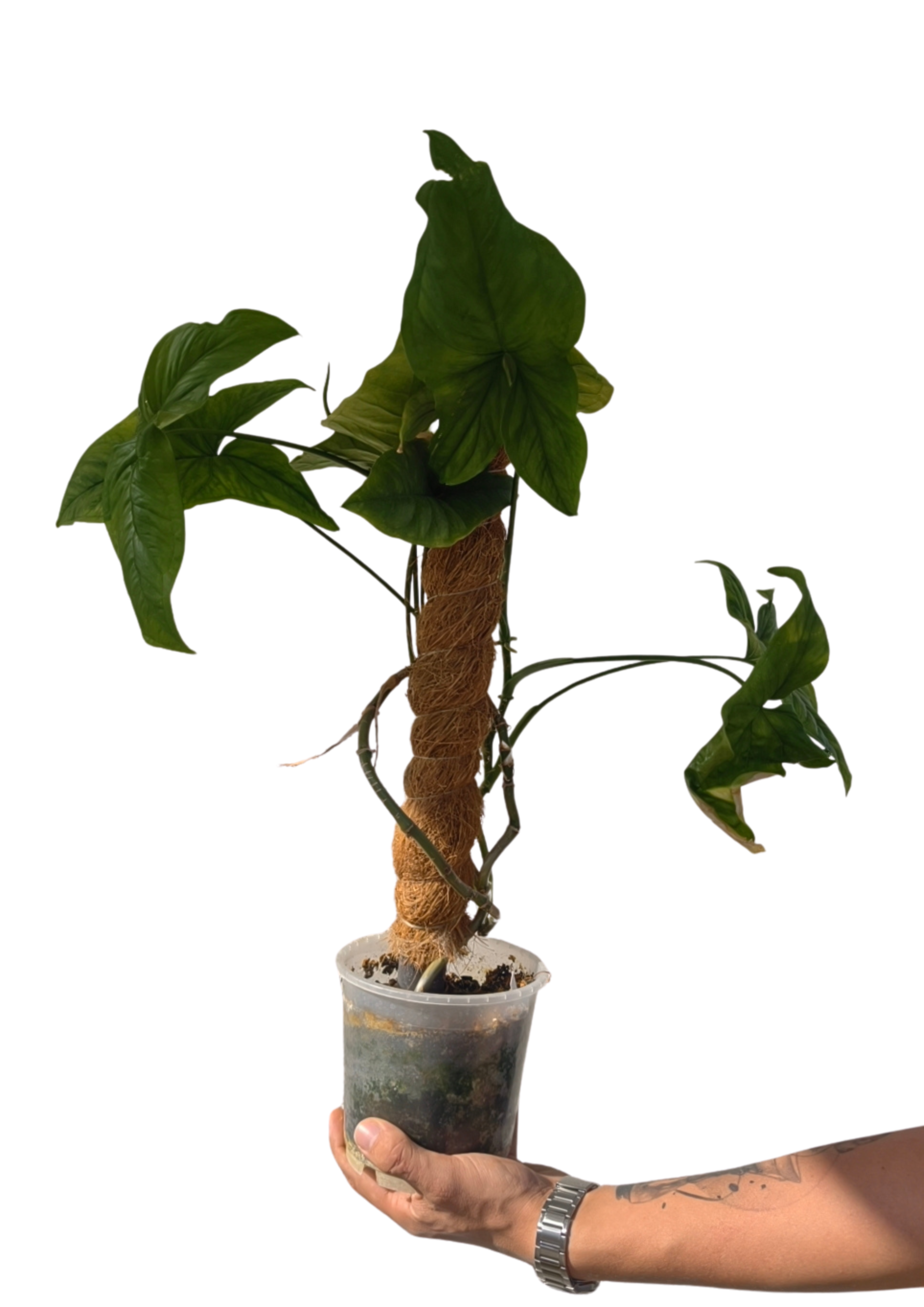 Syngonium podophyllum ø12 cm OUTLET – Adoptuj za grosze