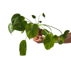 Monstera deliciosa OUTLET ø12 cm – Adoptuj za grosze ( EGZ 2 )